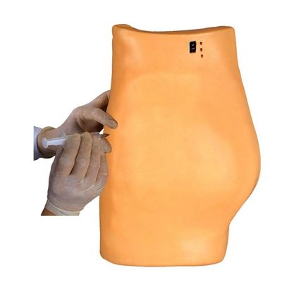 Modèle médical pour l'entraînement à la ponction Démonstration Enseignement de l'injection électronique musculaire