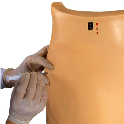 Modèle médical pour l'entraînement à la ponction Démonstration Enseignement de l'injection électronique musculaire