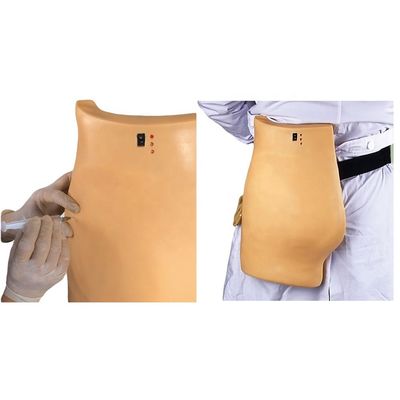 Modèle médical pour l'entraînement à la ponction Démonstration Enseignement de l'injection électronique musculaire