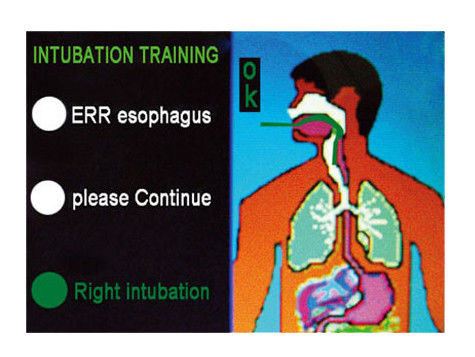 Tête d'intubation en anatomie vive pour modèle électronique multifonctionnel de gestion des voies respiratoires