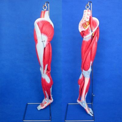 Modèle d'enseignement anatomique des muscles des jambes avec 10 parties