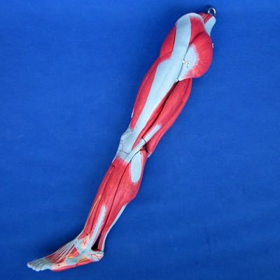 Muscles détachables des membres inférieurs Modèle médical PVC avancé pour l'éducation à l'anatomie
