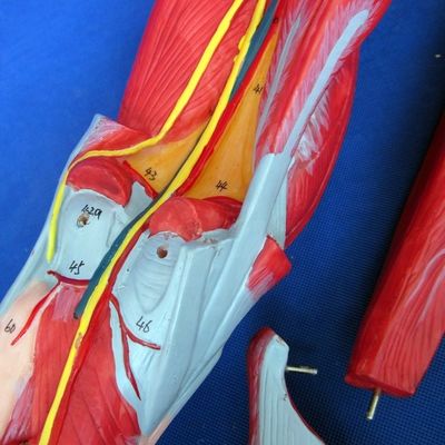 Modèle d'enseignement anatomique des muscles des jambes avec 10 parties
