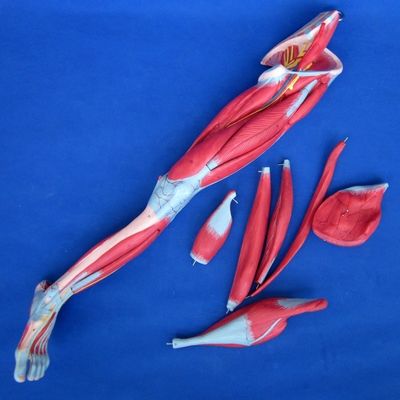 Muscles détachables des membres inférieurs Modèle médical PVC avancé pour l'éducation à l'anatomie