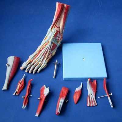 Muscles humains Modèles anatomiques avancés Modèle de pied en 9 parties avec les nerfs et l'anatomie