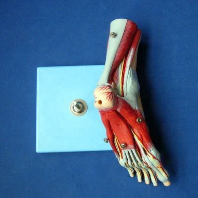 Muscles humains Modèles anatomiques avancés Modèle de pied en 9 parties avec les nerfs et l'anatomie