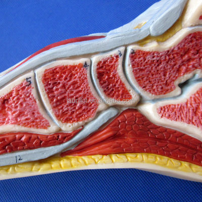 Modèle anatomique du pied Taille de la vie humaine Anatomie de la section sagittale médiane détaillée
