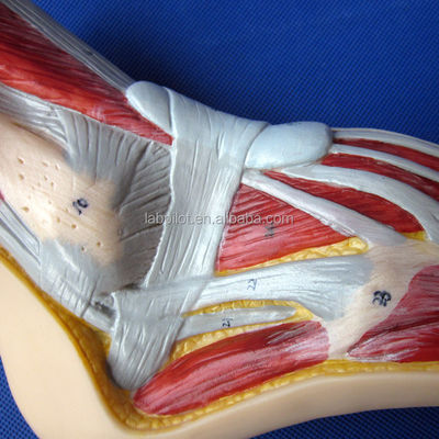 Modèle anatomique du pied Taille de la vie humaine Anatomie de la section sagittale médiane détaillée