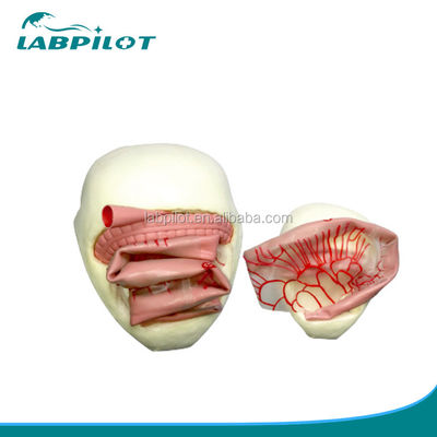 Modèle de formation à l'anastomose intestinale en PVC pour la pratique de l'anastomose intestinale mineure
