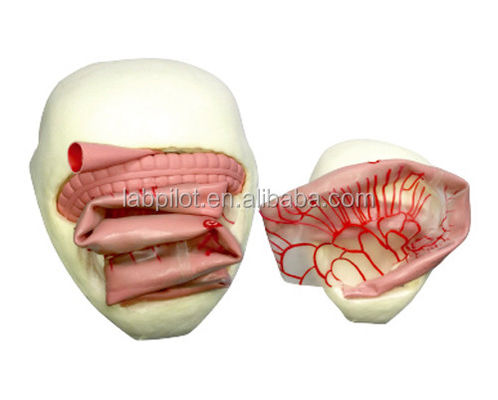 Modèle de formation à l'anastomose intestinale en PVC pour la pratique de l'anastomose intestinale mineure