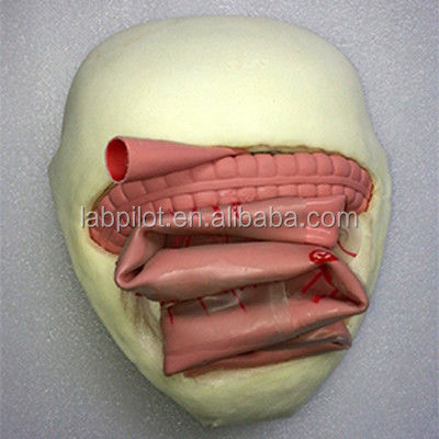 Modèle de formation à l'anastomose intestinale en PVC pour la pratique de l'anastomose intestinale mineure