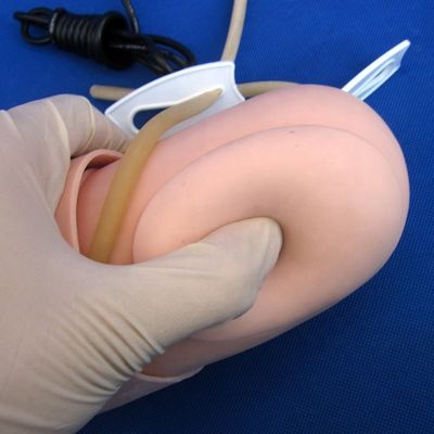 Mesure de la pression artérielle Formation au bras Modèle Catégories mannequin éducatif