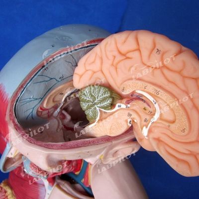 Avantage de 333 positions numérotées Modèle anatomique du corps humain avec des muscles et des organes