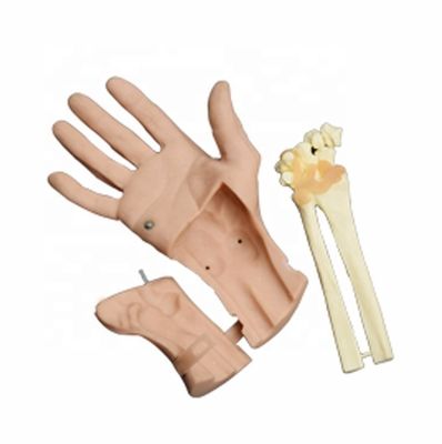 Simulateur d'entraînement à l'arthroscopie du poignet Discertible Anatomie articulaire de la main vive pour les hôpitaux