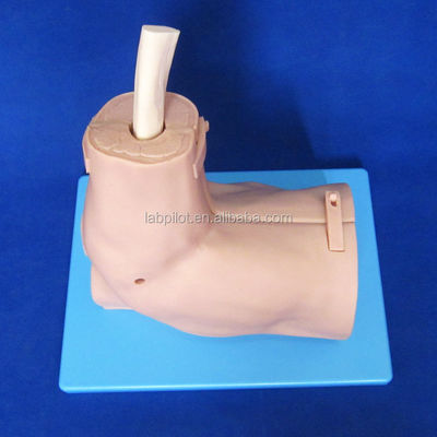 Modèle de formation en anatomie articulaire de l'épaule avec simulateur détachable d'arthroscopie de l'épaule