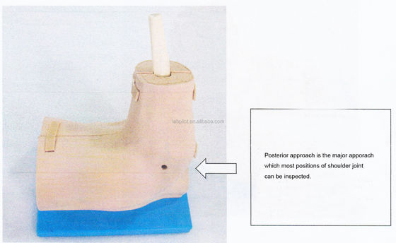 Modèle de formation en anatomie articulaire de l'épaule avec simulateur détachable d'arthroscopie de l'épaule