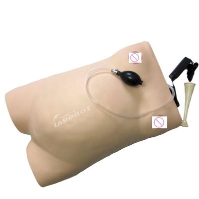 Taille de vie humaine Grossesse mannequin Auscultation Simulateur d'enseignement pour les sciences médicales