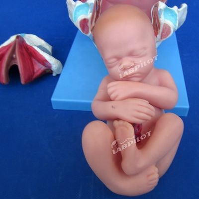 Modèle de démonstration anatomique médicale de l'accouchement Pelvis et modèle fœtal à terme