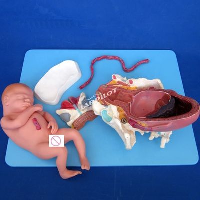 Modèle de démonstration anatomique médicale de l'accouchement Pelvis et modèle fœtal à terme