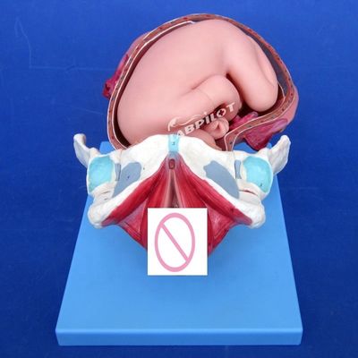 Modèle de démonstration anatomique médicale de l'accouchement Pelvis et modèle fœtal à terme