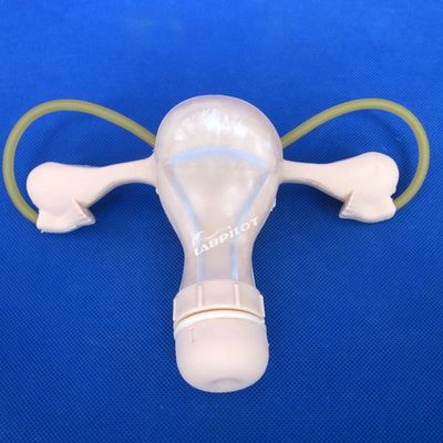 Contraception Examen pelvien de l'utérus Formation au mannequin Médical gynécologie Modèle de soins