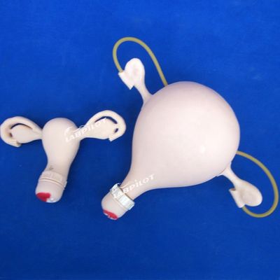 Contraception Examen pelvien de l'utérus Formation au mannequin Médical gynécologie Modèle de soins