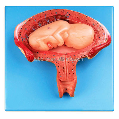 Science médicale mannequin quatrième mois Modèle d'embryon pour l'utérus et l'anatomie des ovaires de la femme enceinte
