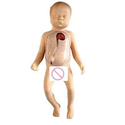 Modèle PICC de taille humaine pour bébé et soins neonatals