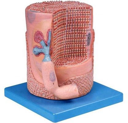 Science médicale avancée en PVC Modèle anatomique Fibres musculaires squelettiques Noyau de cellule musculaire Modèle 3D