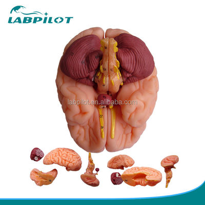 8 pièces de luxe enseignement humain Modèle de cerveau plastique pour les hôpitaux Anatomie du système nerveux