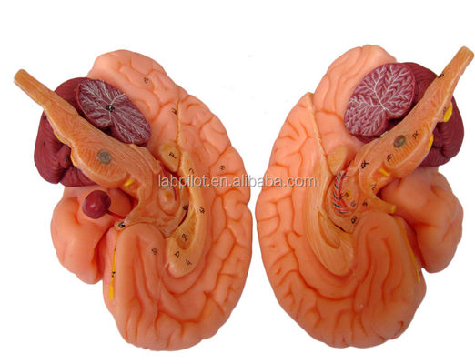 8 pièces de luxe enseignement humain Modèle de cerveau plastique pour les hôpitaux Anatomie du système nerveux