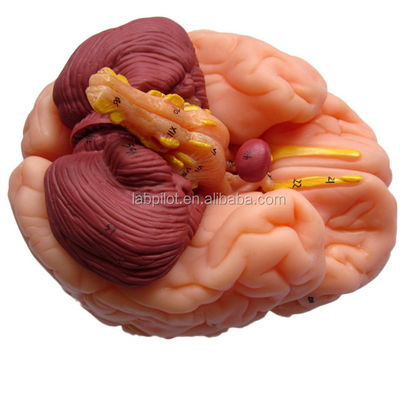 8 pièces de luxe enseignement humain Modèle de cerveau plastique pour les hôpitaux Anatomie du système nerveux