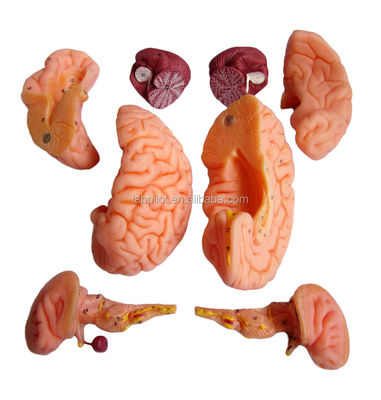 8 pièces de luxe enseignement humain Modèle de cerveau plastique pour les hôpitaux Anatomie du système nerveux
