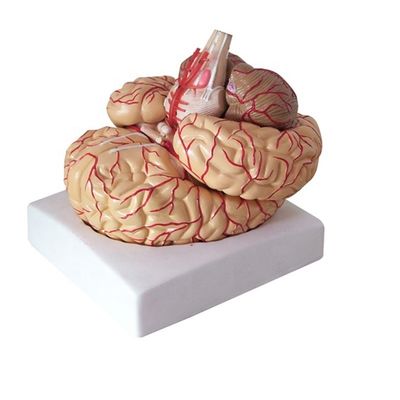 Modèle anatomique pour afficher l'anatomie du tronc cérébral Outil d'enseignement médical hémisphérique