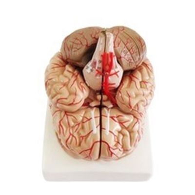 Modèle anatomique pour afficher l'anatomie du tronc cérébral Outil d'enseignement médical hémisphérique