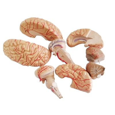 Modèle anatomique pour afficher l'anatomie du tronc cérébral Outil d'enseignement médical hémisphérique