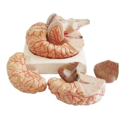 Modèle anatomique pour afficher l'anatomie du tronc cérébral Outil d'enseignement médical hémisphérique