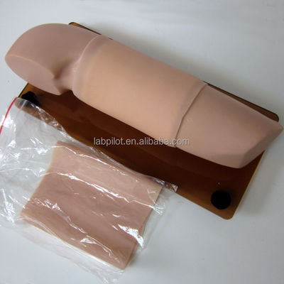 Modèle de mannequin pour les compétences obstétricales et gynécologiques Modèle de bras d'enseignement de la contraception