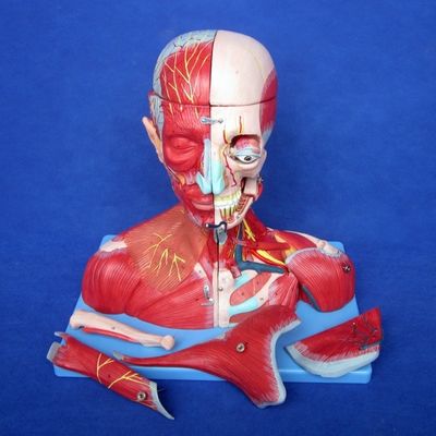Étude médicale avancée PVC Tête humaine Muscles, nerfs et cerveau Modèle anatomique du torse