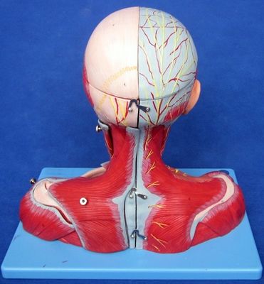 Étude médicale avancée PVC Tête humaine Muscles, nerfs et cerveau Modèle anatomique du torse