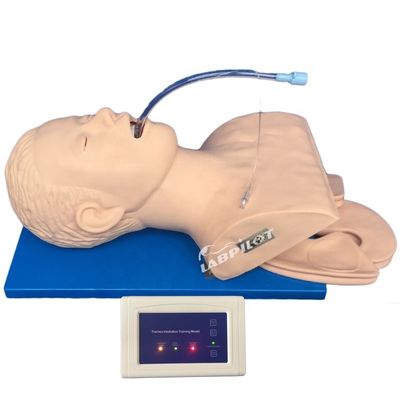 Simulateur de formation à l'intubation avec moniteur électronique