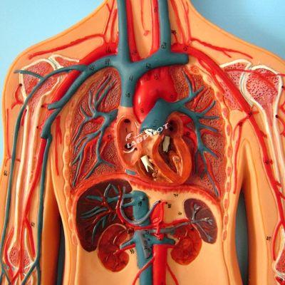 Modèles de la vascularisation humaine montrant l'anatomie du système cardiovasculaire pour l'entraînement