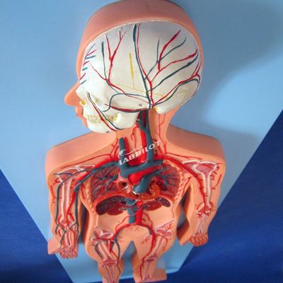 Modèles de la vascularisation humaine montrant l'anatomie du système cardiovasculaire pour l'entraînement
