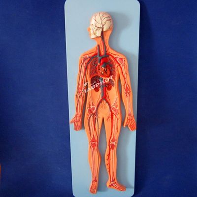 Modèles de la vascularisation humaine montrant l'anatomie du système cardiovasculaire pour l'entraînement