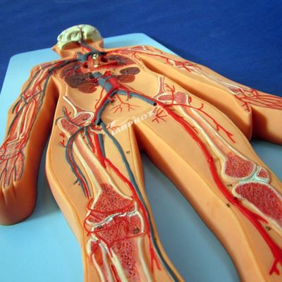 Modèles de la vascularisation humaine montrant l'anatomie du système cardiovasculaire pour l'entraînement