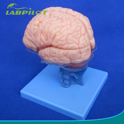 Taille de vie humaine 3D Enseignement de l'anatomie Modèle 15 Pièces détachables pour la science médicale