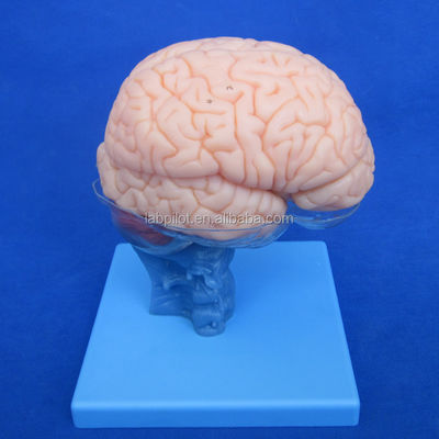 Taille de vie humaine 3D Enseignement de l'anatomie Modèle 15 Pièces détachables pour la science médicale