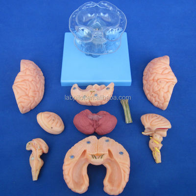 Taille de vie humaine 3D Enseignement de l'anatomie Modèle 15 Pièces détachables pour la science médicale