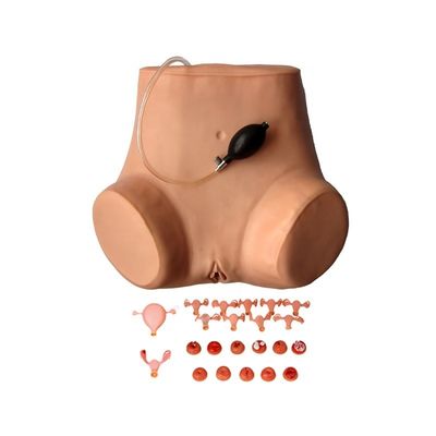 Taille humaine Examen pelvien et vaginal Manivelle pour démonstration de soins aux patients