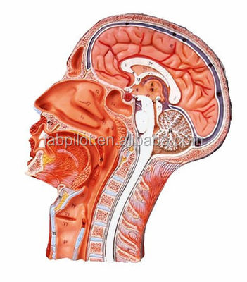 Modèle bilatéral de la demi-tête et du cerveau pour les hôpitaux montrant la section sagittale médiane de la tête